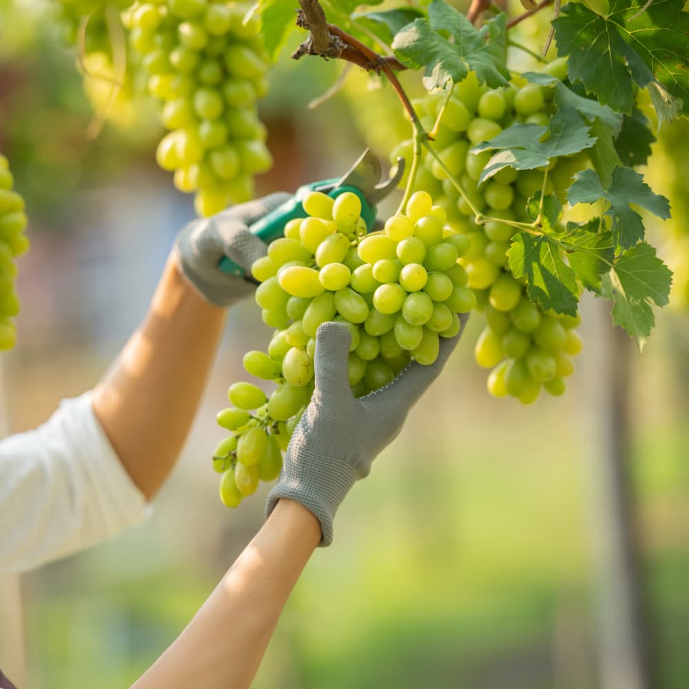 Fresh bunches of premium table grapes with vine leaves